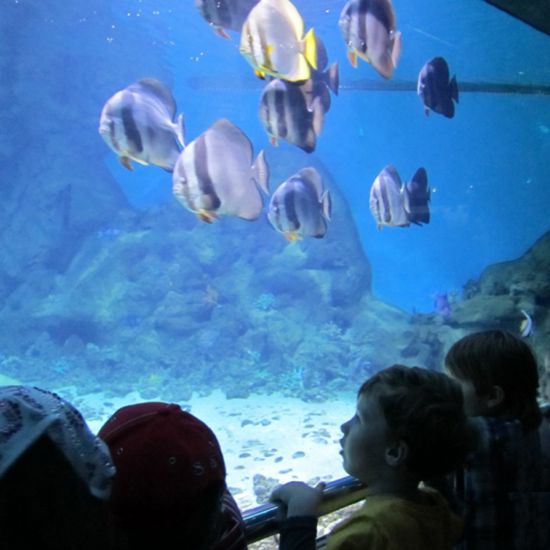 Reception trip to the Oceanarium